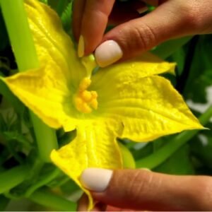 Plant Pollination Teaching Kit