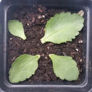 Plant Propagation Teaching